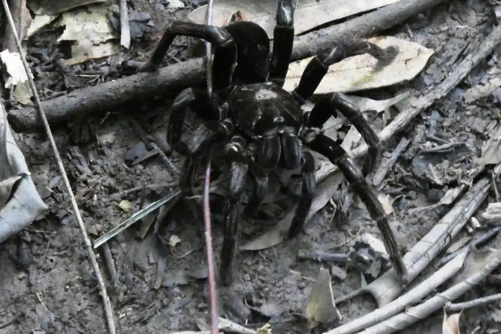 A large spider is sitting on the ground.