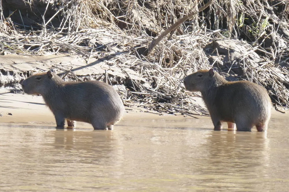 Two animals standing in shallow water near a forest.