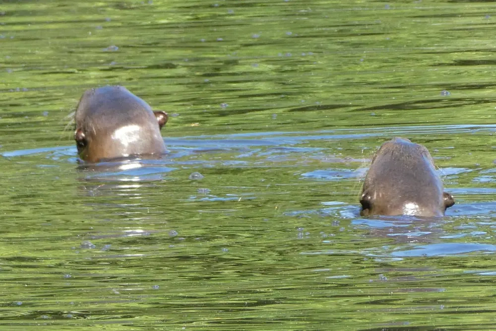 Two otters swimming in a body of water.