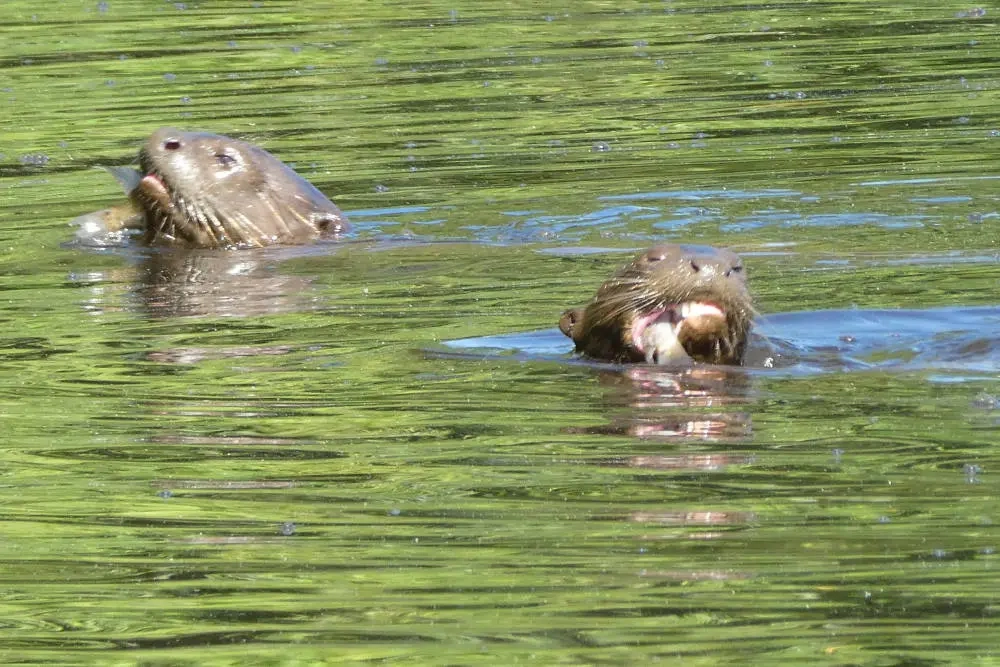 Two otters swimming in a body of water