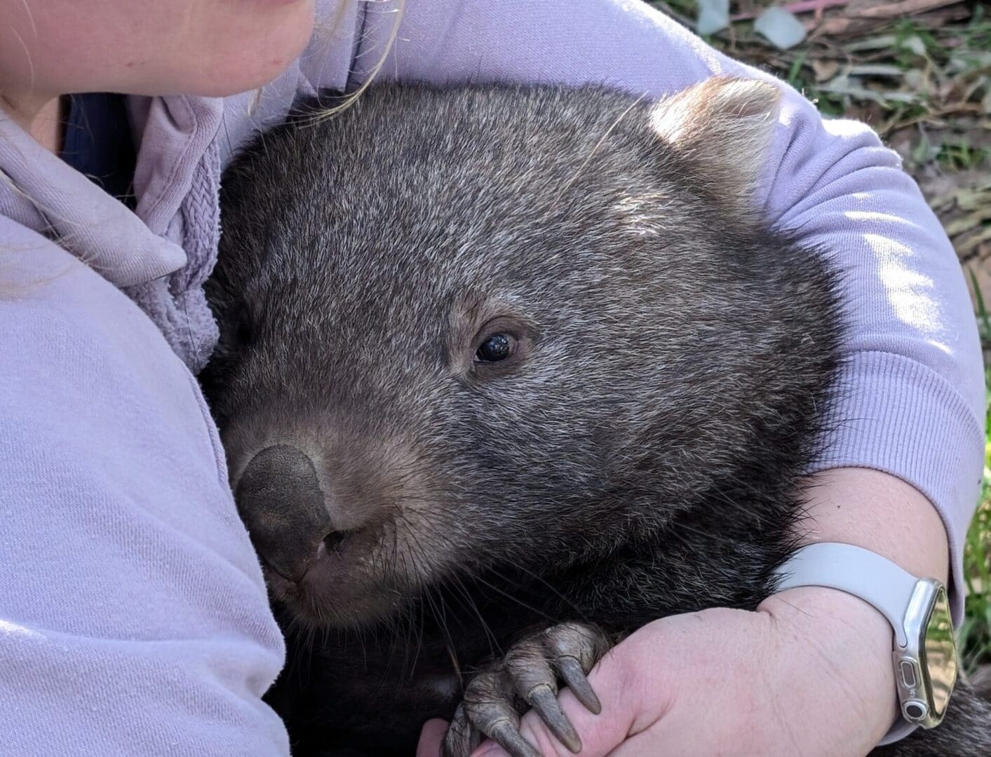 Thor the Wombat A wombat is cuddled by its keeper.