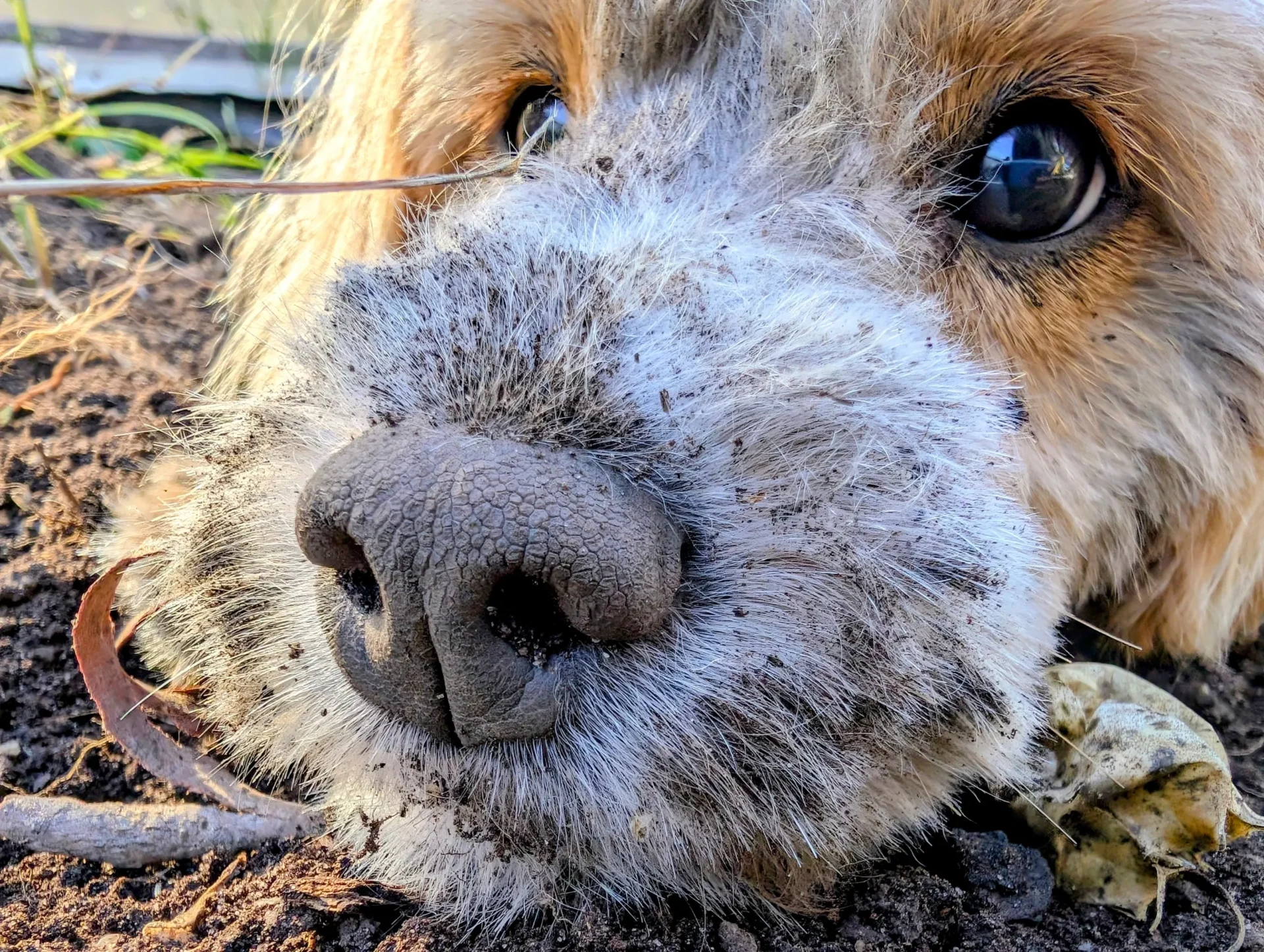 Misha and Mud