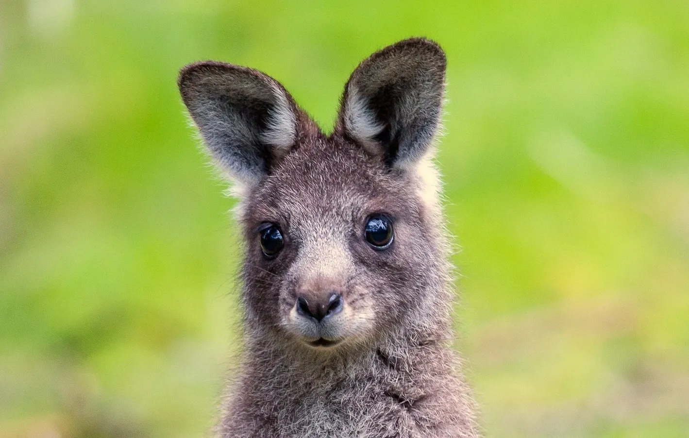 A Nillumbik Joey