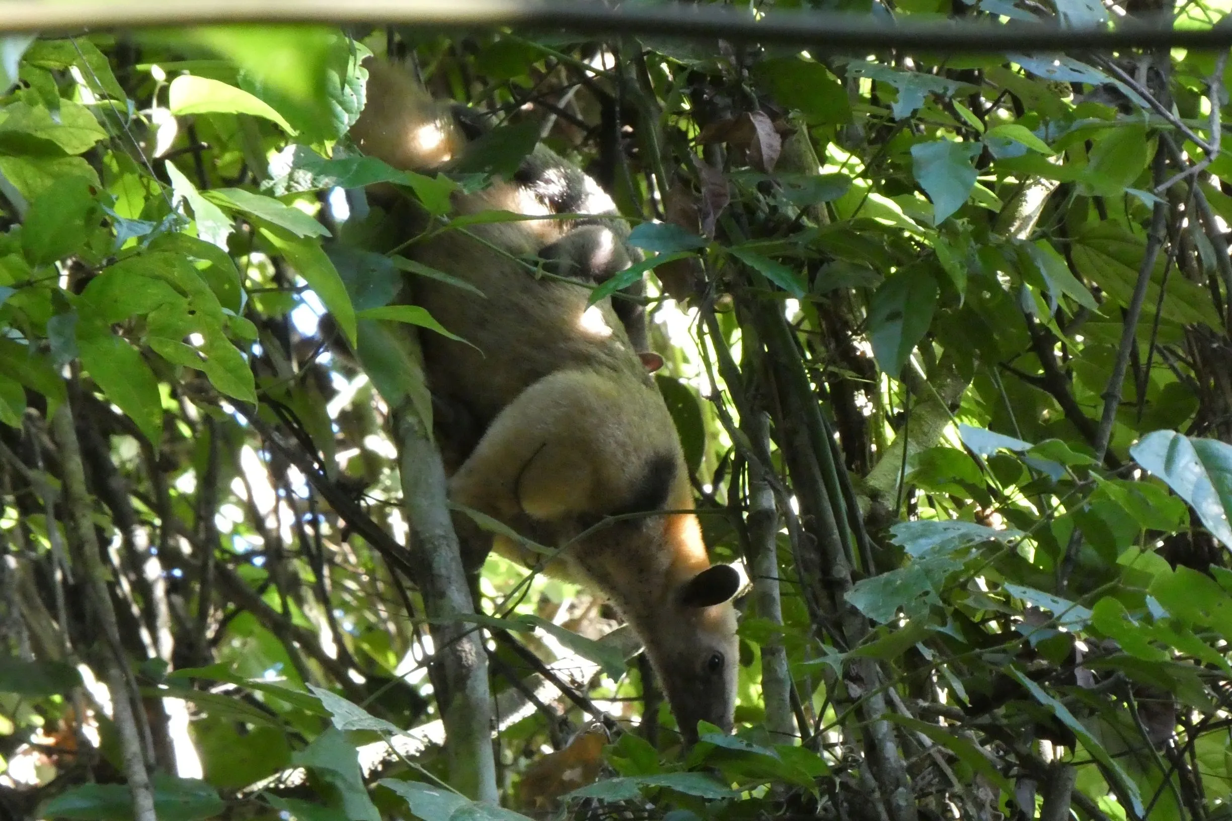Tamandua
