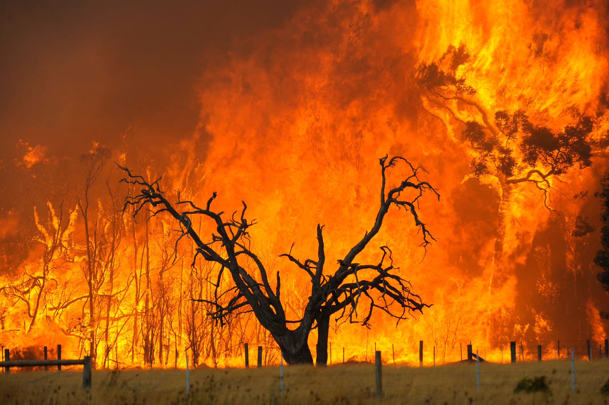 Black Saturday bushfire