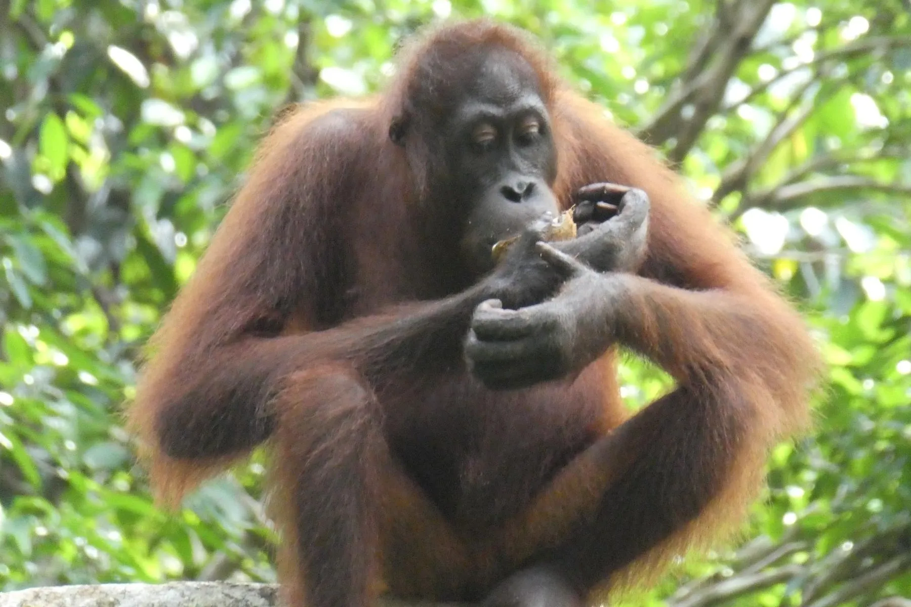 At the Sepilok Orangutan Rehabilitation Centre in Borneo, rescued orangutans can live in safety.