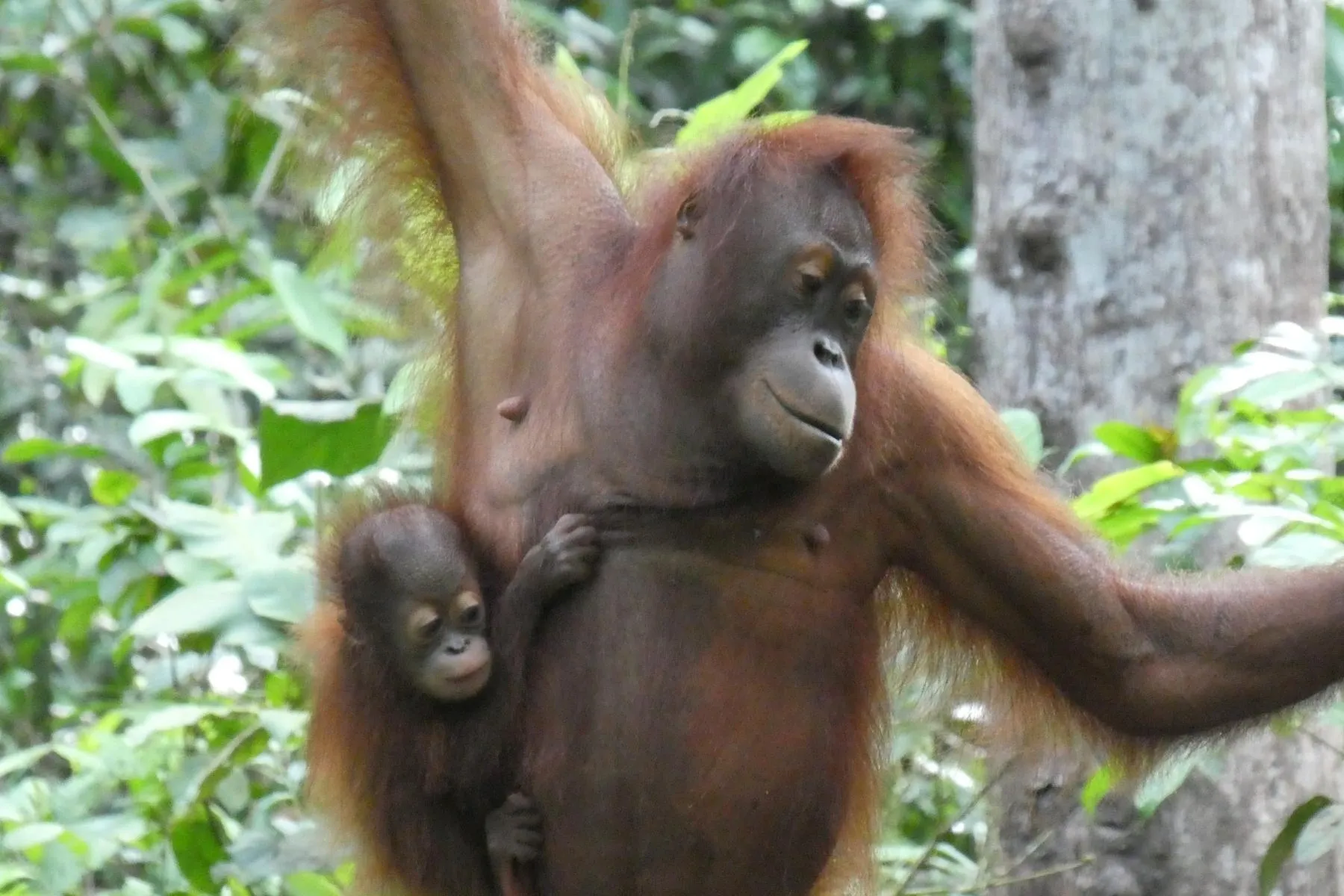 Beyond Sepilok, their future is bleak.