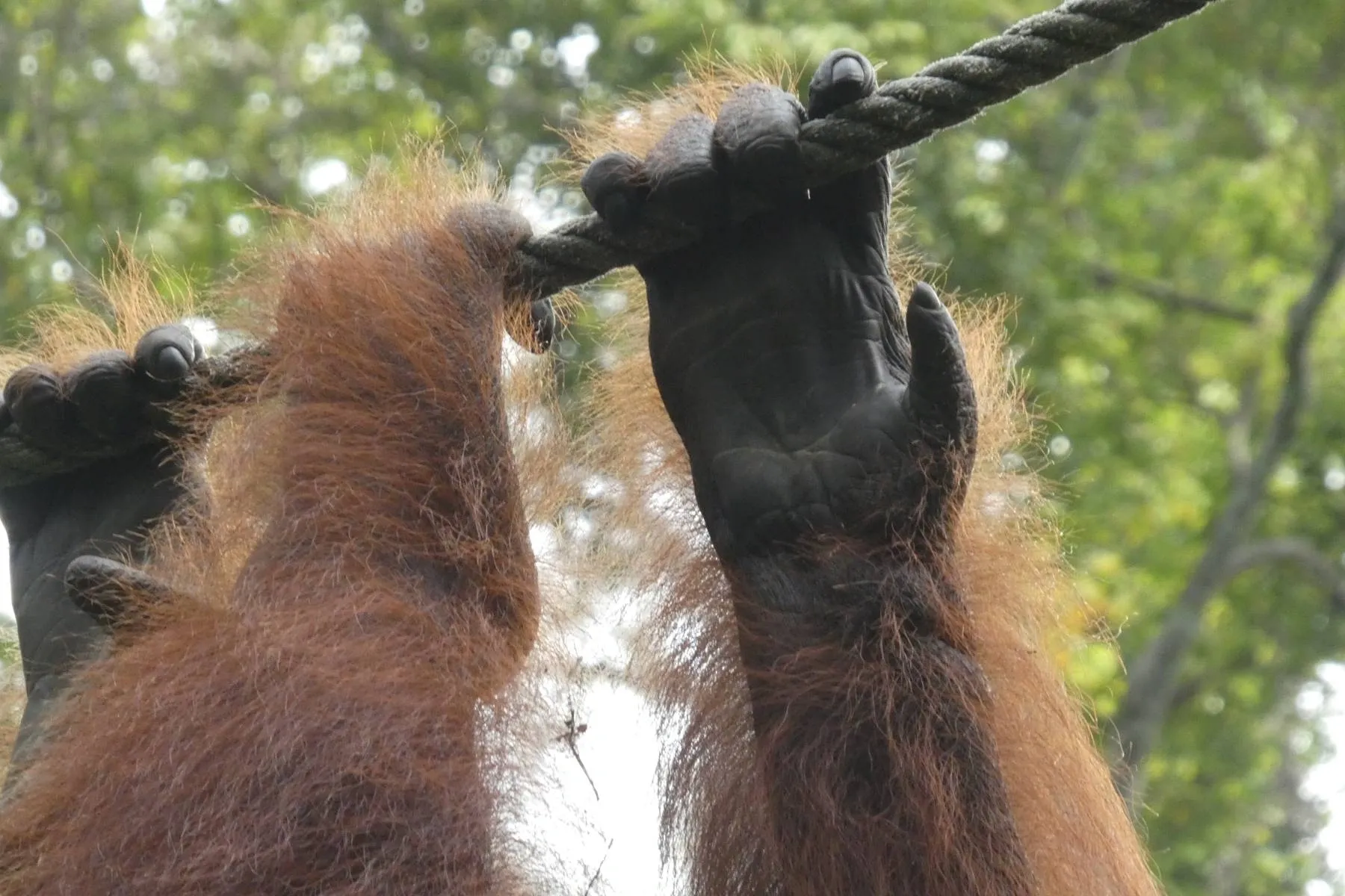 Orangutans are hanging on the edge of extinction.