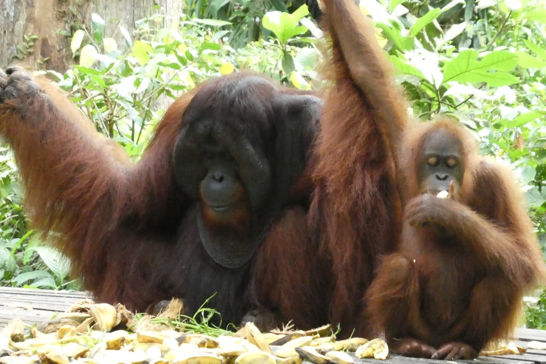 Their survival depends on what you choose.