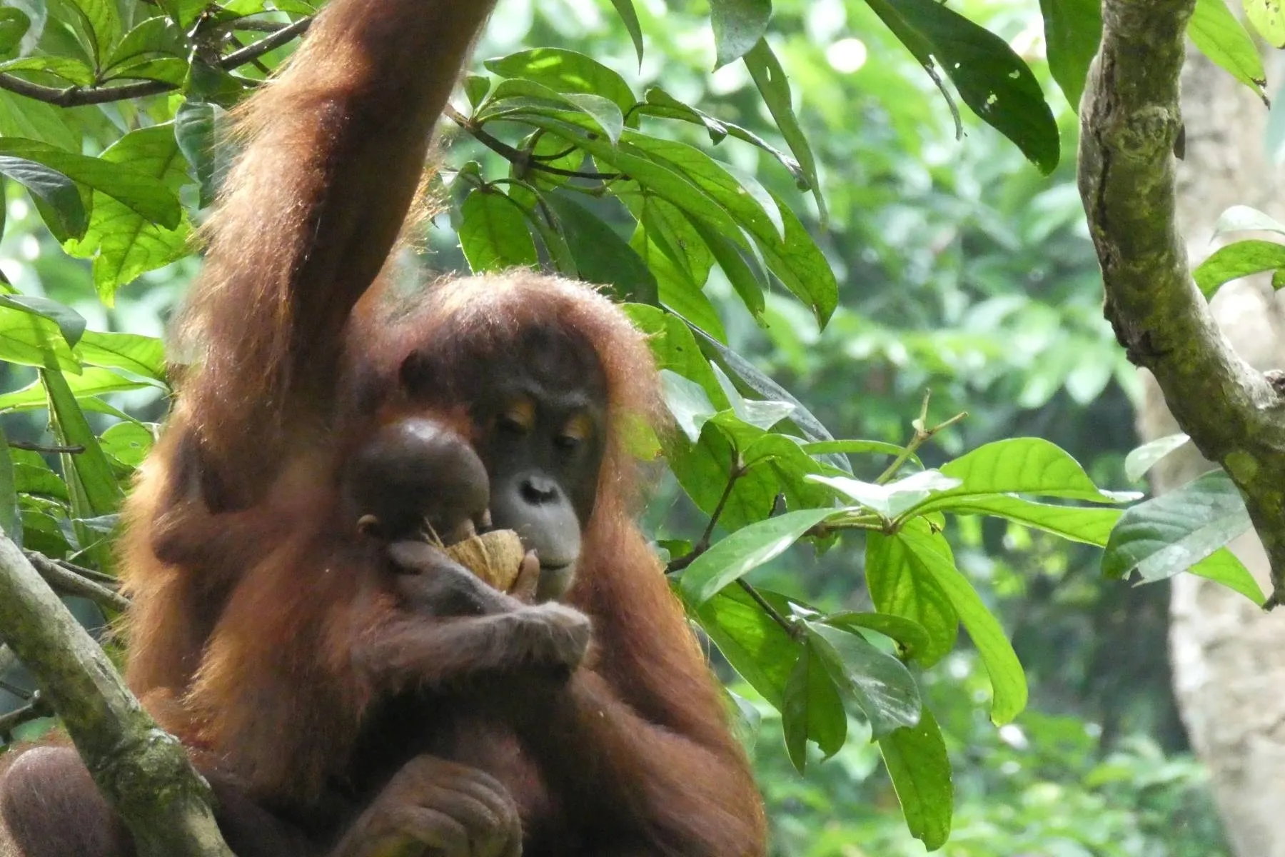 Palm oil is driving this destruction — and it’s in so much of what we buy: food, cosmetics, everyday products.