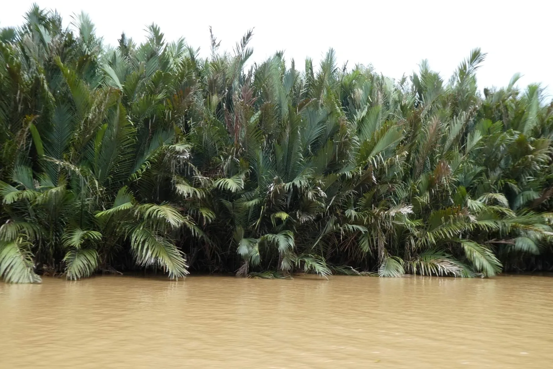 Across Borneo, forests are being destroyed — cleared for palm oil plantations.