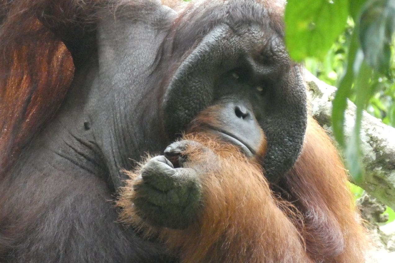 Borneo male orangutan