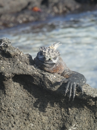 photo of Galapagos Marine Iguana for Galapagos photojournal on website Bush Telegraph XPress