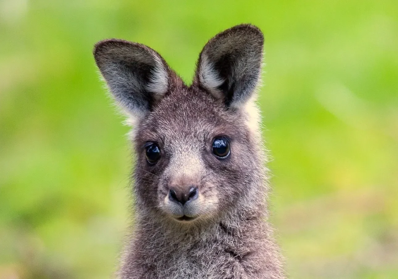 Close-up of a kangaroo joey