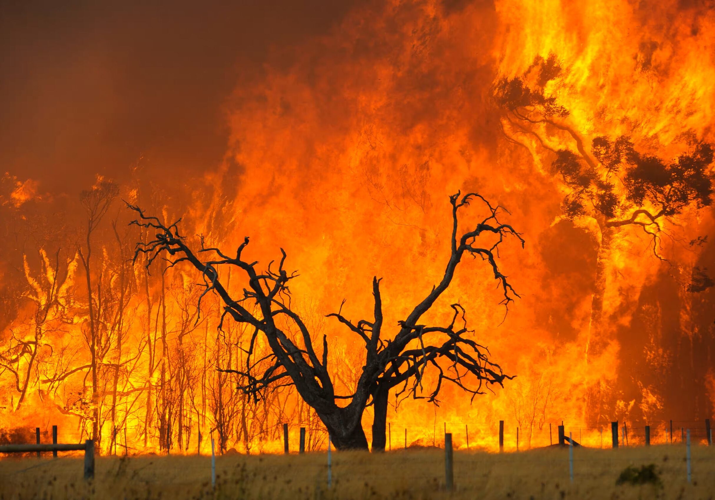 Silhouetted tree against raging wildfire