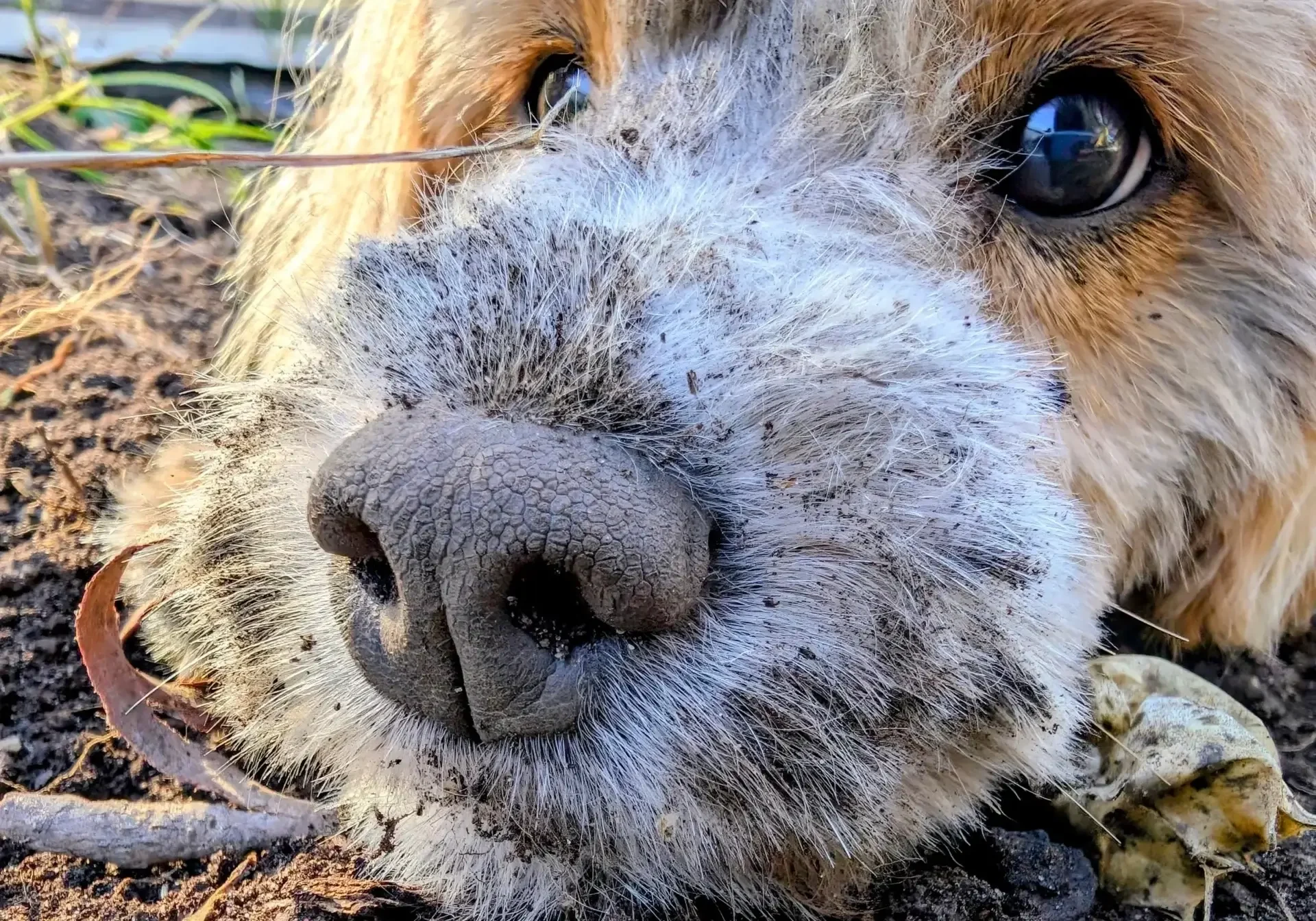 Close-up of muddy dog's nose and eyes