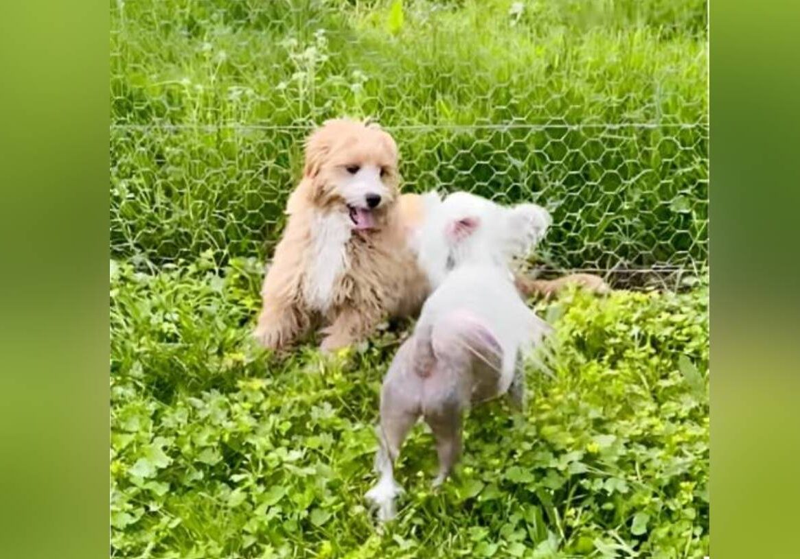 Fluffy tan puppy sitting near hairless dog
