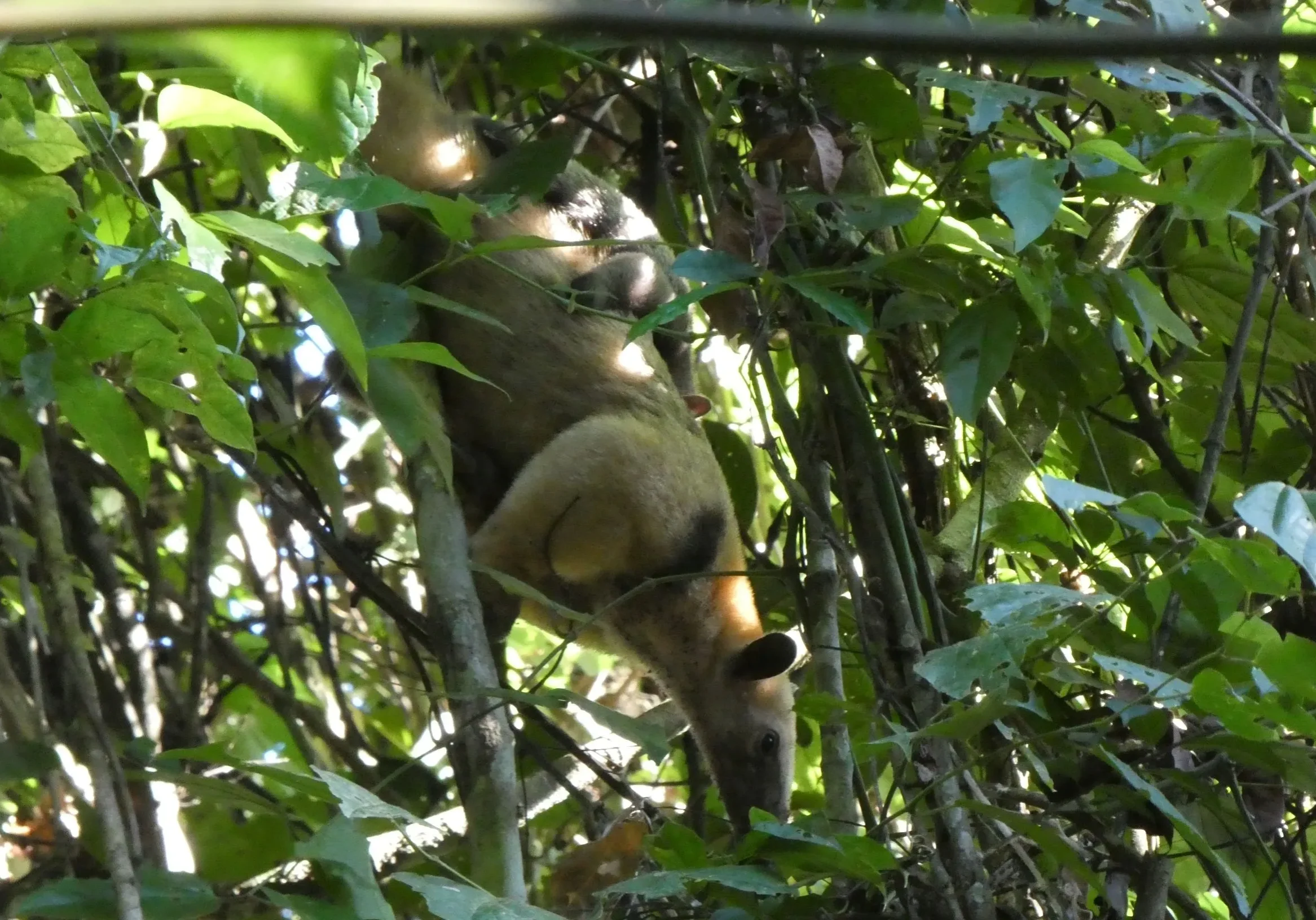 Small anteater hanging among dense green foliage