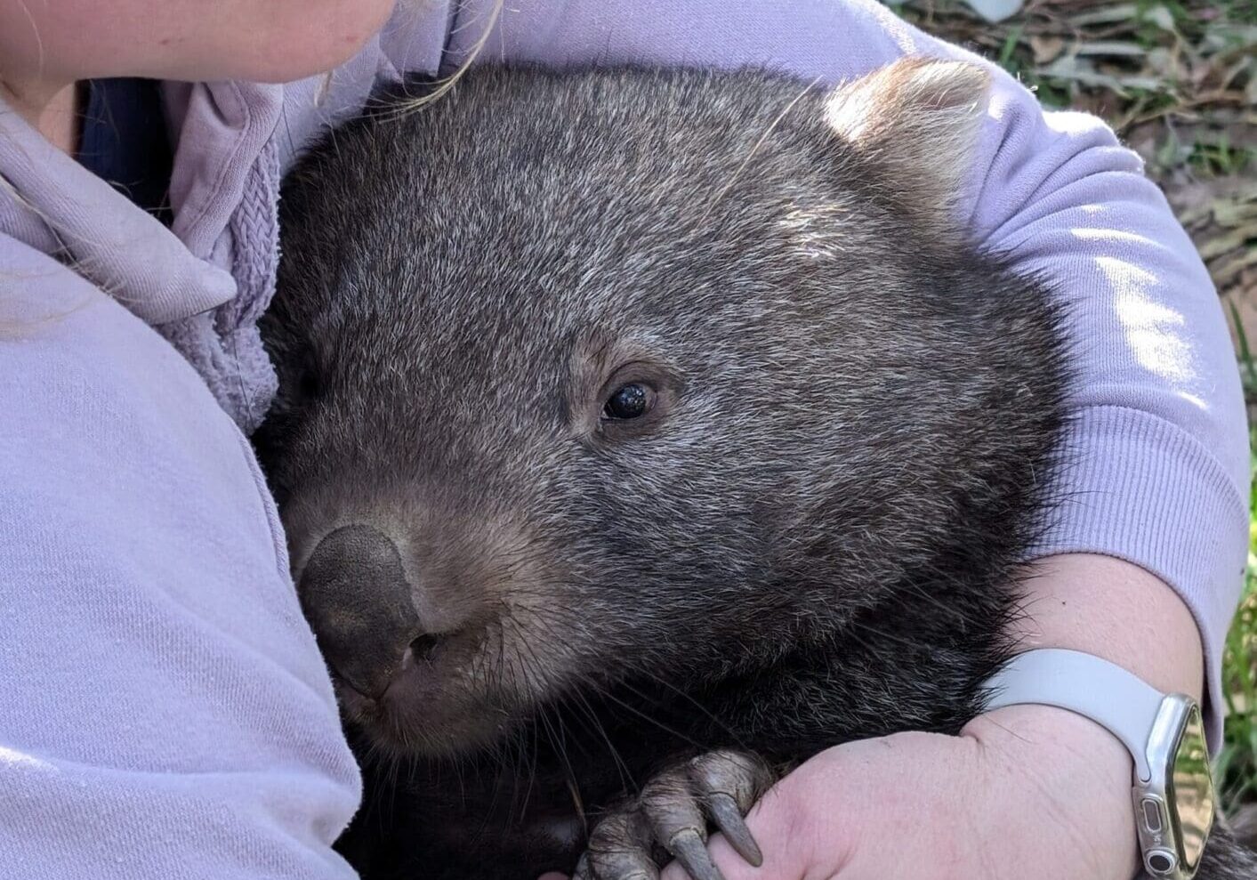 A wombat is cuddled by its keeper.