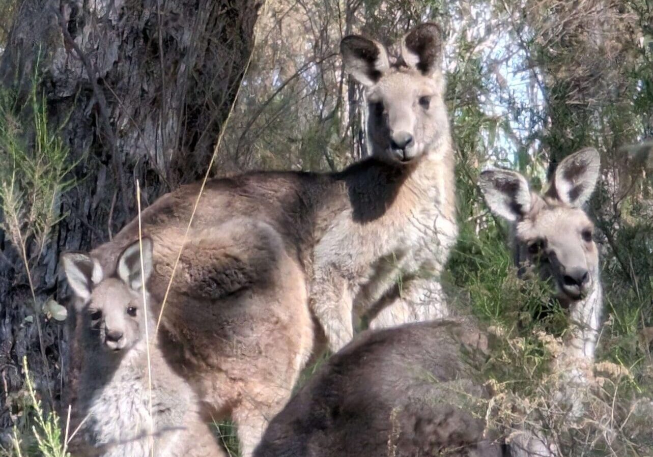 Kangaroos standing together on Liezl Shnookal's property in St Andrews - as scene from Liezl's blog post warning motorists to slow down.